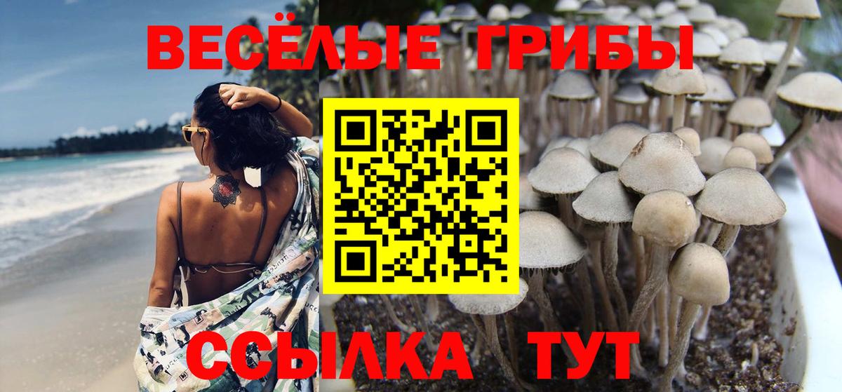 Псилоцибиновые грибы Psilocybe Междуреченск